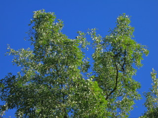 Fototapeta premium Branches with green foliage against a blue sky
