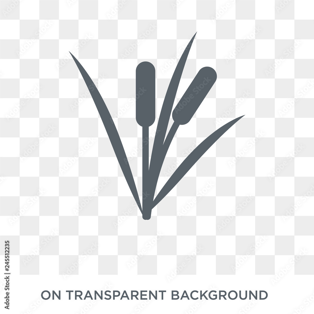 Poster Reed icon. Trendy flat vector Reed icon on transparent background from nature collection. High quality filled Reed symbol use for web and mobile