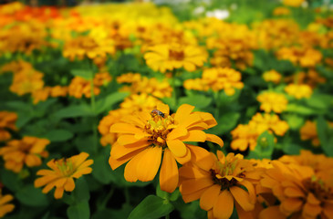 Close-up Bee on Marigold Flower with Selective Focus