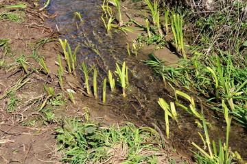 Clear narrow stream flowing between grass and dried branches with small plants growing from it on warm sunny day