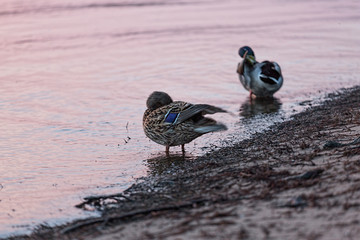 duck, bird, outdoor, animal, river, beak, copy space