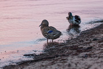duck, bird, outdoor, animal, river, beak, copy space