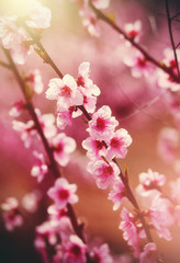 Fototapeta na wymiar Peach blossoms in full bloom.