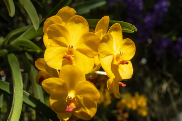 Fototapeta premium Beautiful orchid park has yellow and multi colors of flowers in spring season at Ratchaburi Province of Thailand