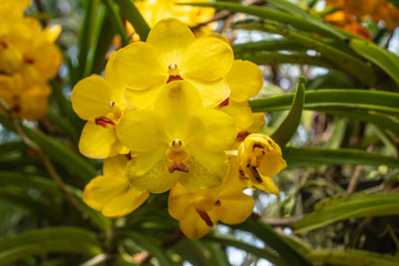 Beautiful orchid park has yellow and multi colors of flowers in spring season at Ratchaburi Province of Thailand