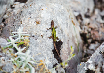 lizard on the rock outside
