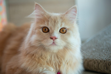 Fototapeta na wymiar Close up of cute orange cat