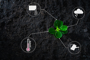 Fototapeta na wymiar Flat lay of young growing plant with icon of watering shower, fertiliser, thermometer and raincloud for planting technology concept