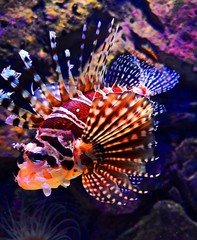 colored fish with delicate fins