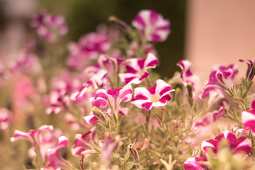 Beautiful spring petunia flower for background