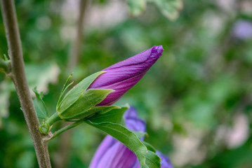 Flor en el jardín