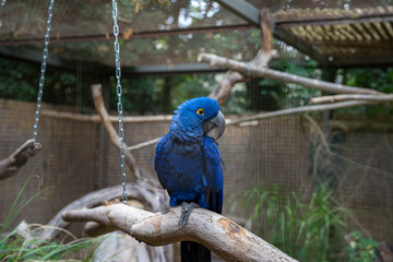 blue macaw in cage