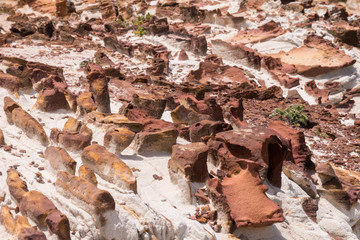 Detailaufnahme - Rotes Gestein an der Küste des Bouddi Nationalpark