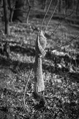 isolated scarf on branch