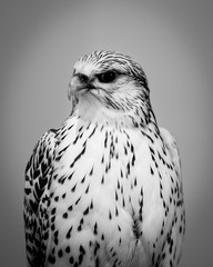gyrfalcon gyre falcon taxidermy