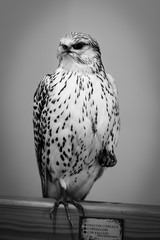 gyrfalcon gyre falcon taxidermy