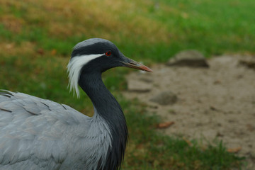 Sarus crane bird