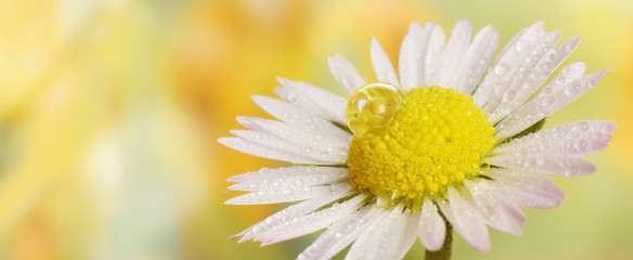 Water drop on daisy flower closed up spring background