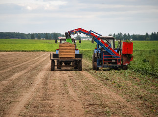 Harvesting a beet on the field