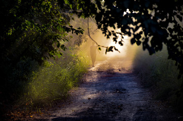 footpath fog in the forest