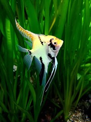 striped yellow-white fish among algae