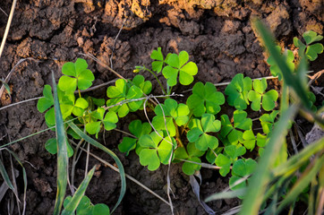 young plant in the garden