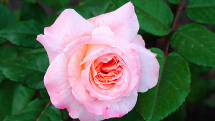A very delicate beautiful pink rose grows in the garden. The fragrance of the rose is magical