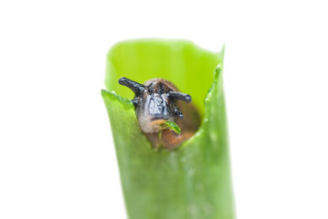 Eye in eye with munching slug in juicy green stem of spring onion, part of the plant in mouth
