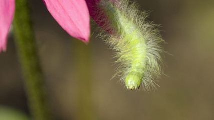 Fluffy green caterpillar hung on the edge of the petal of pink echinacea