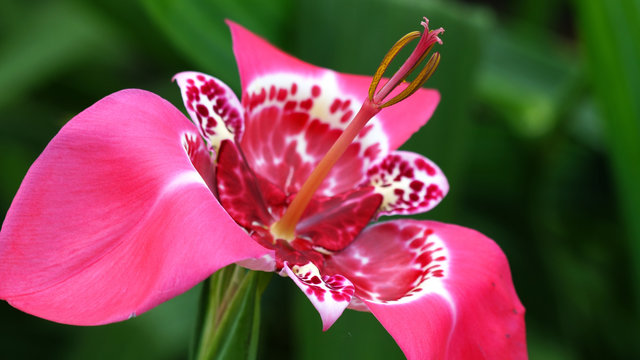 Tigridia pavonia swings in the wind in the garden. Beautiful bright pink tigrid flower from the family of iris