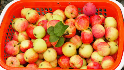 Collect a full basket of ripe garden apples. Autumn harvest
