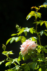 Pink roses in the garden