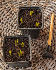 Sprouts muscari  in pots for forced flowering  in the gray table. flat lay