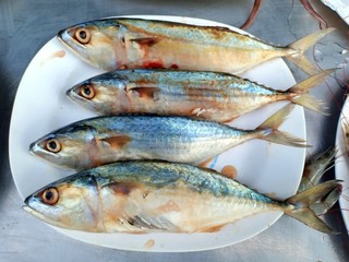 Mackerel fish at morning market 