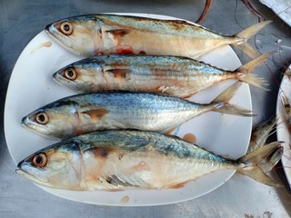 Mackerel at morning market 