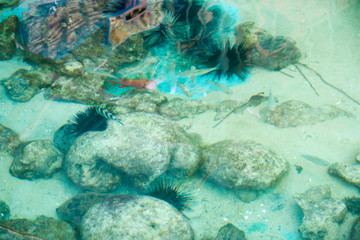 Beautiful colorful fish in the aquarium, Vietnam