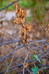 branch of a tree in autumn 