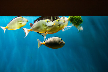 Beautiful colorful fish in the aquarium, Vietnam