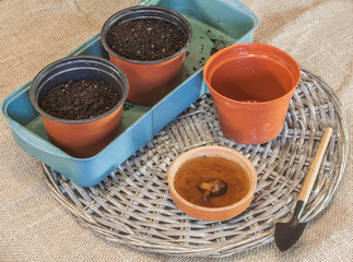 Soak tubers anemones.