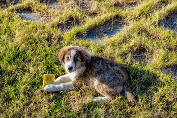 Puppy closeup photo on green grass background
Puppy playing with a dish brush
