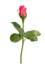 Romantic shocking pink rose with white isolated background for make valentine or wedding greeting celebrate