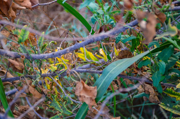 autumn leaves on the ground