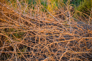 grass in autumn