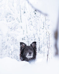 Black mixed breed dog in snowy forest