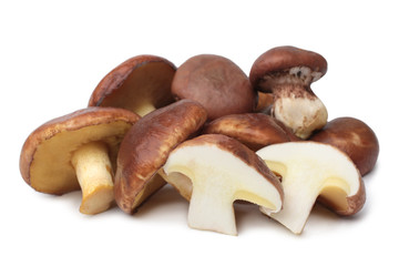 Suillus luteus mushrooms