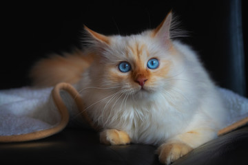 Junge Katze (Birma-Mischling) liegt auf schwarzem Sofa