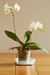 White Phalaenopsis. - 245518870