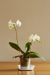 White Phalaenopsis.