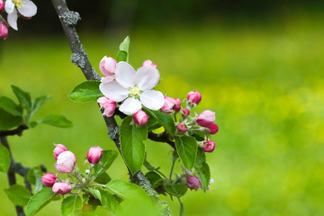 Zweigmit Apfelblüten