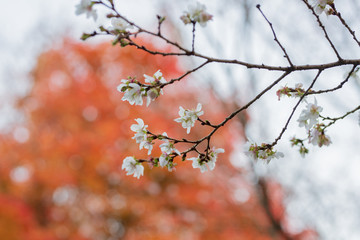 冬桜と紅葉